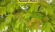 Acer shirasawanum 'Blue Moon' Full Moon Japanese Maple MrMaple.com #japanesemaple #tree #garden