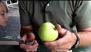 Five Early Apples: Early Harvest, Red Astrachan, Yellow Transparent, Lodi, Henry Clay