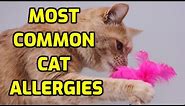 Types Of Allergies In Cats (8 Most Common Causes)