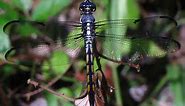 Types of Dragonflies for Dragonfly Identification - Green Nature