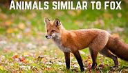 13 Different Animals Similar to Fox (With Pictures) - Animal Giant