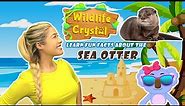 Sea Otter Facts