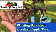 Planting Apple Trees, Cortland Apples🍎🌳 🌿