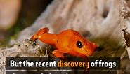 The frogs that headbutt their enemies