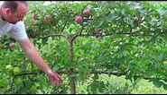 Growing Apples on Espalier Tree