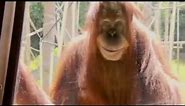 creepy orangutan smile (melbourne zoo)