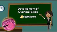 Development of Ovarian Follicle | Embryology Anatomy Animation | V-Learning™ | sqadia.com