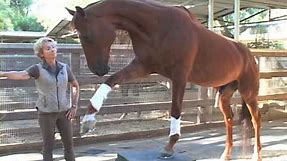 Lukas - The World's Smartest Horse - 2009 Update Part 3 of 5