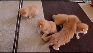 6 Ginger Kittens Learning to Walk (SO cute!)