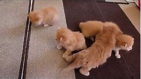 6 Ginger Kittens Learning to Walk (SO cute!)