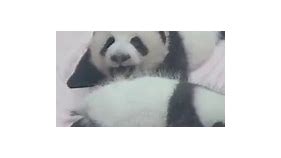 Baby panda’s heart-melting smile