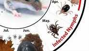 How Do Deer Ticks Become Infected With Lyme Disease?