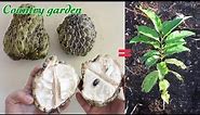 How to grow sugar apple from seed | Country garden