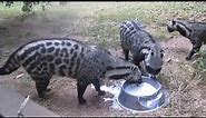 African Civet Cats Banquet