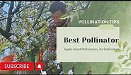 Apple Hand Pollination||Best Pollinator Apple Tree||Pollinator Plants