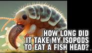 Discover the fascinating world of my isopods as they devour a fish head in Isopod House terrarium