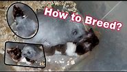 Easy Breeding Syrian Teddy Bear Hamster | #hamsterbreeding