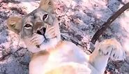 BIG Lion Belly #animal #animals #pet #tiger #reelsvideo #reels #video #cool #cheetahprint #lion #art #bigcats #cheetahs #nature #photography #f #leopard #cheetah #safari #cat #animals #wild #tiger #wonderwoman #cute #wildlife #love #africa #bigcatsofinstagram #cats | JanRoll