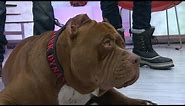 Pit Bull Called "Hulk," 175-Pound Dog Walks NYC | Good Morning America | ABC News