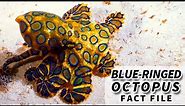 Blue-ringed Octopus Facts: a DEADLY octopus 🐙 | Animal Fact Files