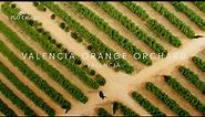 P&O Cruises | Valencia orange orchard