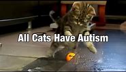 Does Your Cat Have Autism?