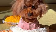 Adorable Poodle Dog Is Having A Really Bad Hair Day
