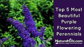 Top 5 Most Beautiful Purple Flowering Perennials | NatureHills.com