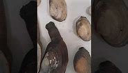 How to identify California clam species