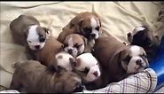 English Bulldog Puppies Birth to 5 Weeks