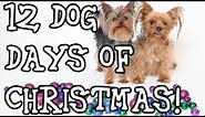 Dogs Sing "12 Days of Christmas" Funny Christmas Song!