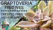 19 Graptoveria Fred Ives Succulent Care Guide | 다육식물 多肉植物 Suculentas