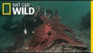 Octopus Hunting | Fish Tank Kings