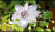 30 Seconds with Still Waters™ Clematis