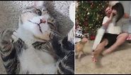 Man Defends Cat That Attacked Him While Opening Christmas Presents