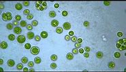 Chlamydomonas (Chlorophyta)