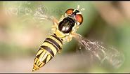 How Hoverflies Spawn Maggots that Sweeten Your Oranges | Deep Look