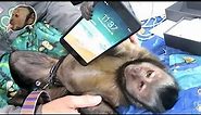 Monkey Unboxing iPhone 8 PLUS