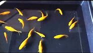 Yellow Israeli Goldfish