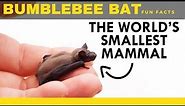 bumblebee bat facts for kids - interesting facts about the bumblebee bat