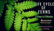 Fern Life Cycle in 5 Steps in 5 Minutes