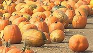 Pumpkin picking season grows in popularity