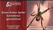 Brown Button Spider near Parklands (20180128)
