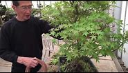 Creating a maple bonsai tree in 20 mins EASY!