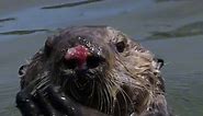 Sea otters are cute and vicious!