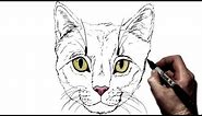 How to Draw a Cat | Step by Step