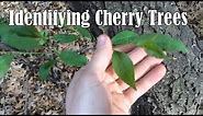 Identifying Wild Black Cherry Trees