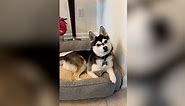 Dog Listens To Hilarious Voicemail From His Daycare