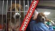 Cruel tests on dogs exposed!