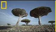 Admira los dragos de Socotra, unos árboles singulares y amenazados | National Geographic en Español